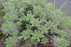 Anisochilus argenteus